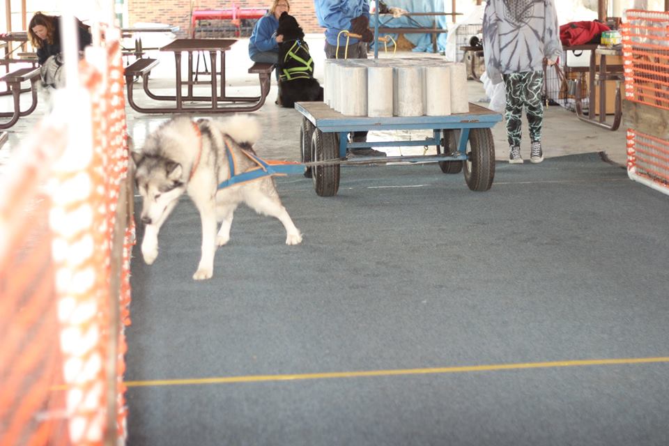 IWPA Weight Pull