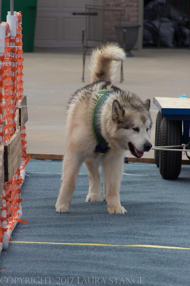 IWPA Weight Pull