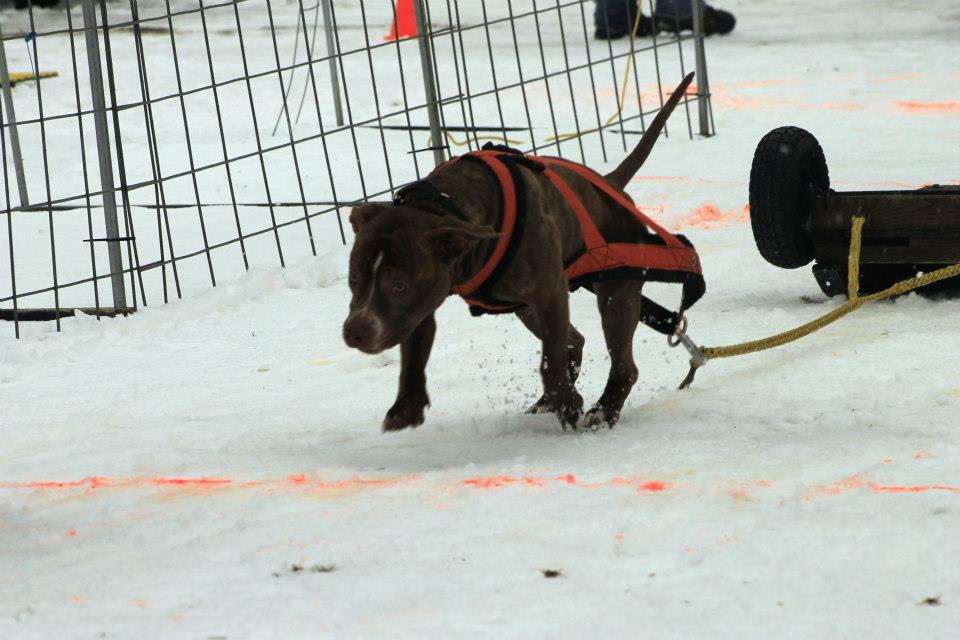 IWPA Weight Pull