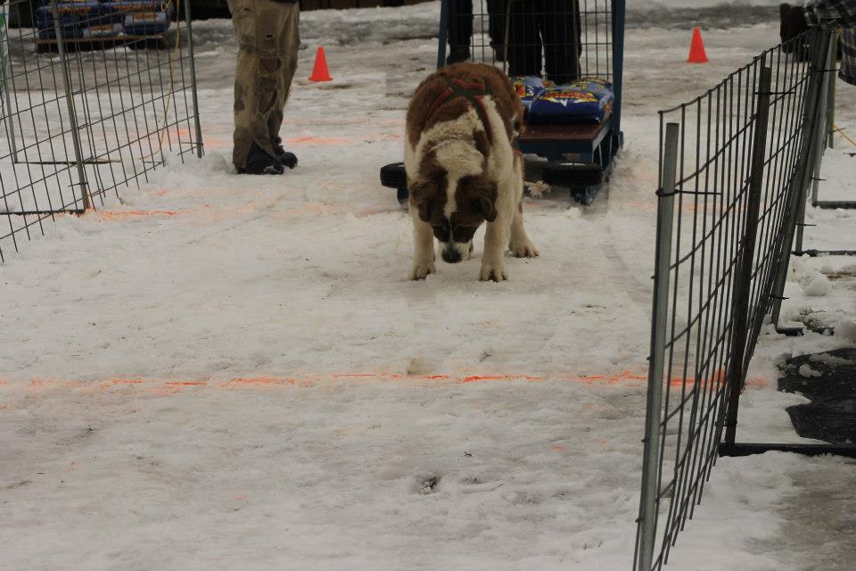 IWPA Weight Pull