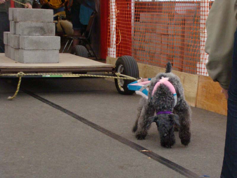 IWPA Weight Pull