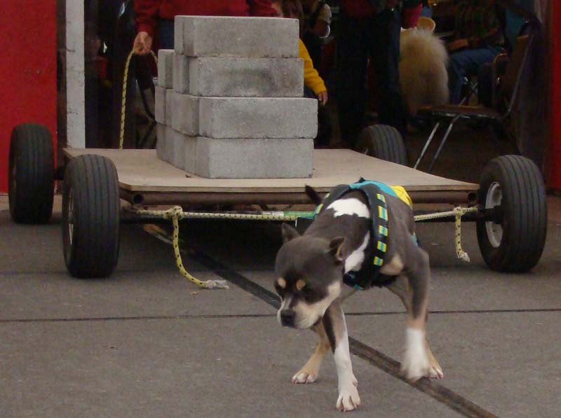 IWPA Weight Pull