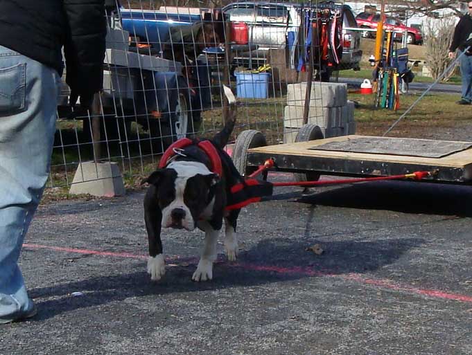 IWPA Weight Pull