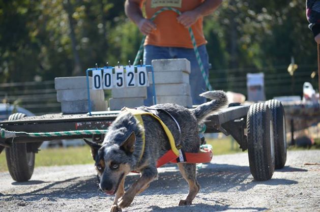 IWPA Weight Pull