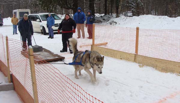 how much can a sled dog pull